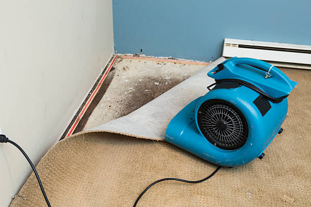Best Water damage restoration near me  in Lewiston, MN